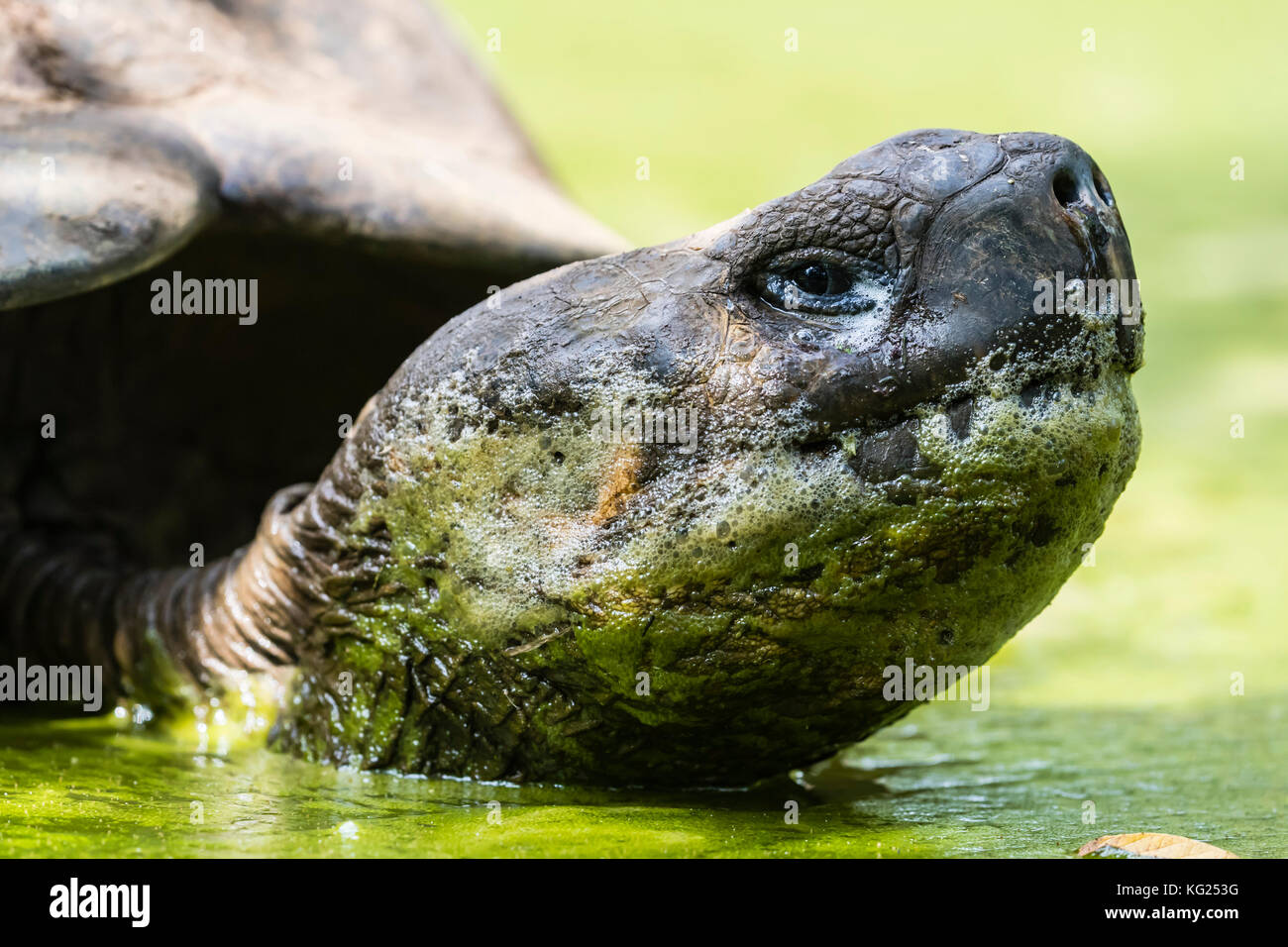Wild galapagos tartaruga gigante (Geochelone elephantopus) nel pozzo del fango sull isola di santa cruz, Galapagos, ecuador, SUD AMERICA Foto Stock