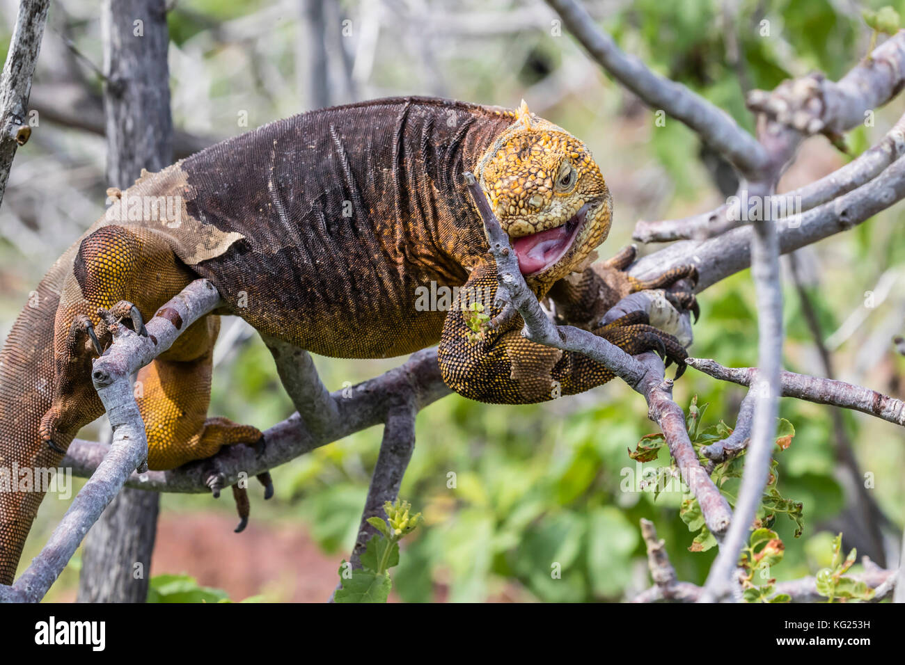 Un adulto terra galapagos iguana (conolophus subcristatus) rampicante su North Seymour island, Galapagos, ecuador, SUD AMERICA Foto Stock
