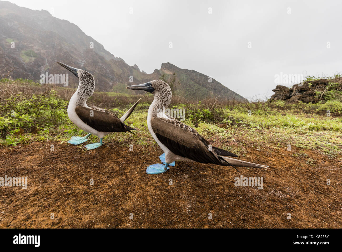 Blu-footed booby (sula nebouxii) coppia nel corteggiamento su san cristobal island, Galapagos, ecuador, SUD AMERICA Foto Stock