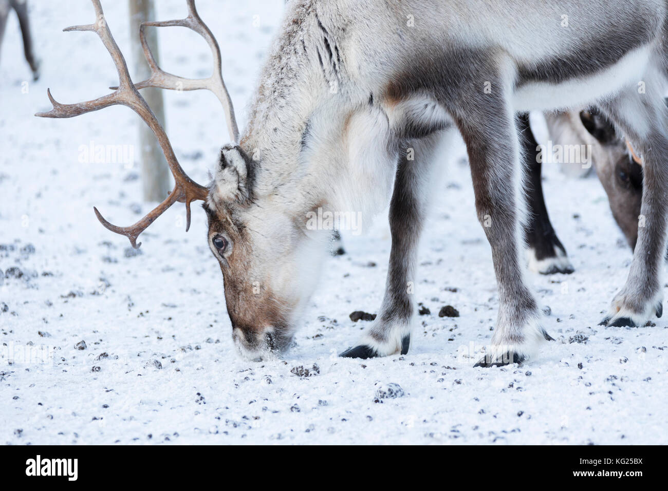 Close up di renne, abisko, kiruna comune, norrbotten county, Lapponia, Svezia, Scandinavia, Europa Foto Stock