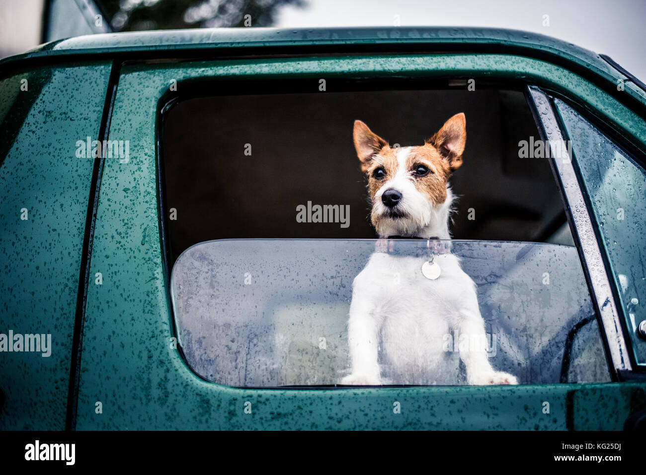 Cane guardando fuori della finestra, gioco-tiro, England, Regno Unito, Europa Foto Stock