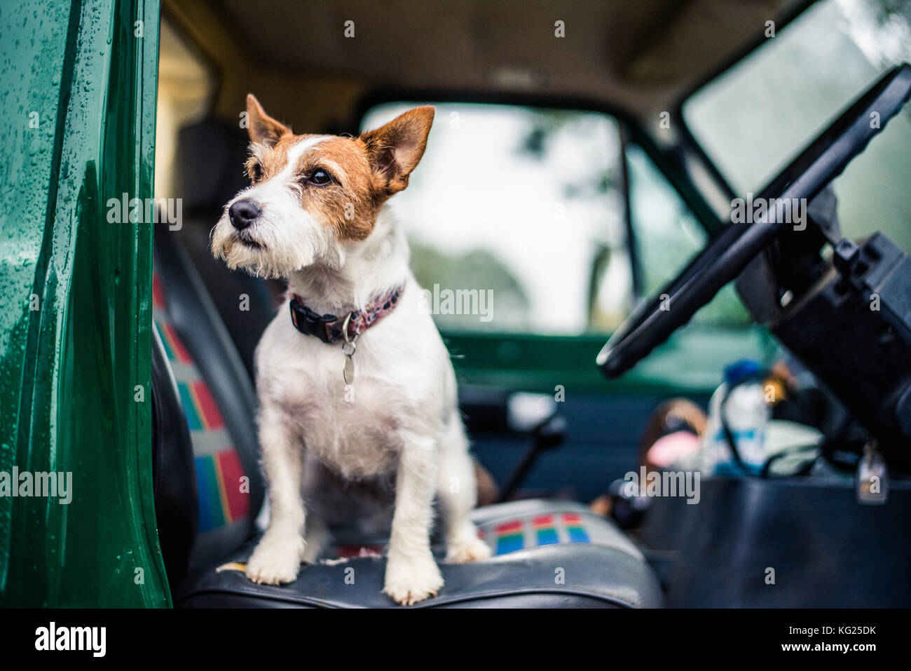 Cane in auto, gioco-tiro, Norfolk, Inghilterra, Regno Unito, Europa Foto Stock