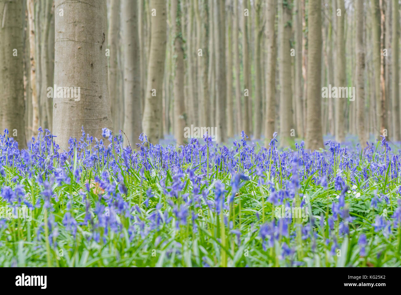 Legno di faggio con bluebell fiori sul terreno, Halle, Brabante fiammingo provincia, regione fiamminga, Belgio, Europa Foto Stock