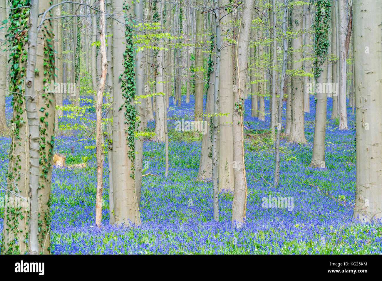 Legno di faggio con bluebell fiori sul terreno, Halle, Brabante fiammingo provincia, regione fiamminga, Belgio, Europa Foto Stock