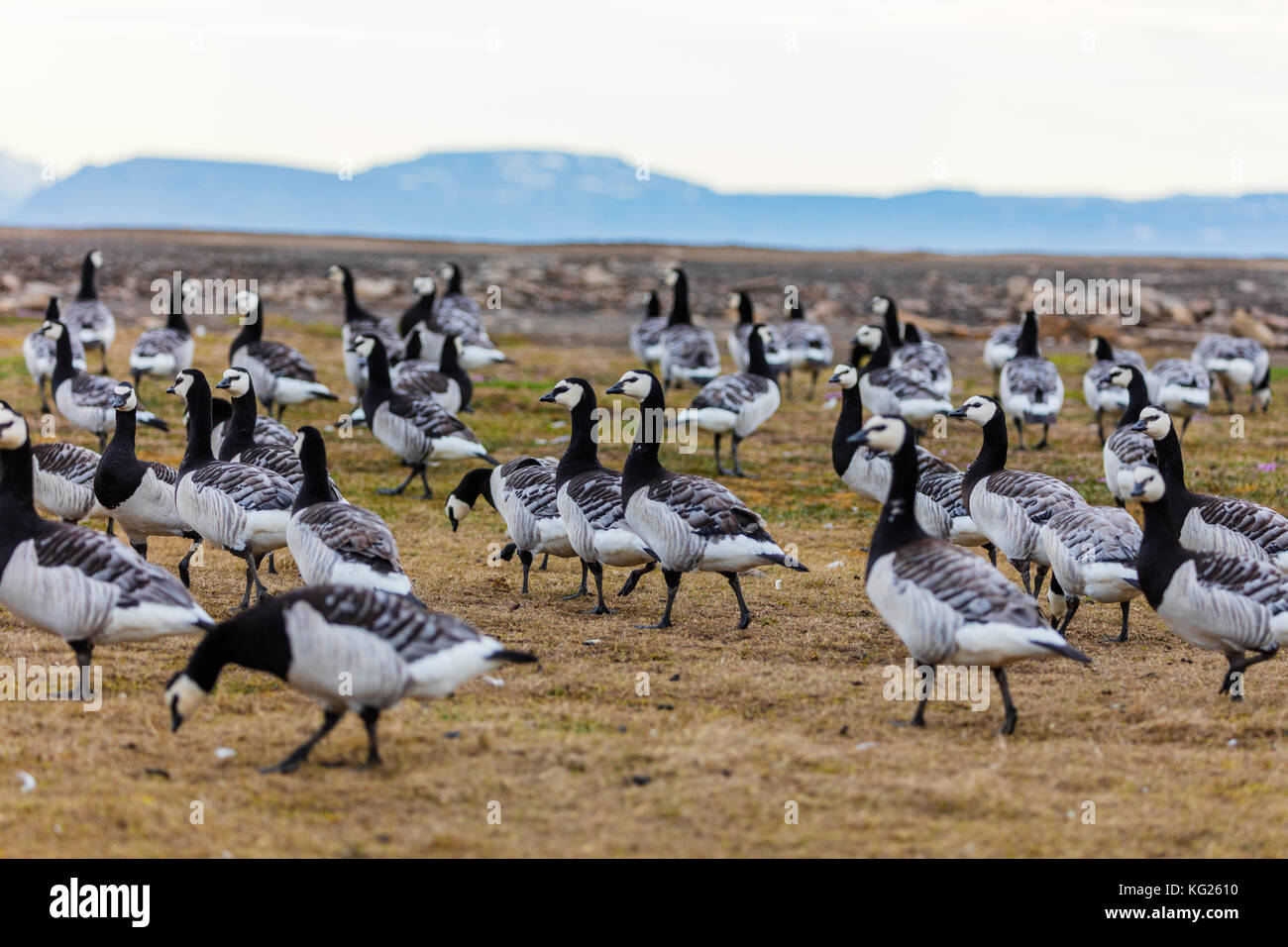 Barnacle goose (Branta leucopsis), spitsbergen, svalbard artico, Norvegia, europa Foto Stock
