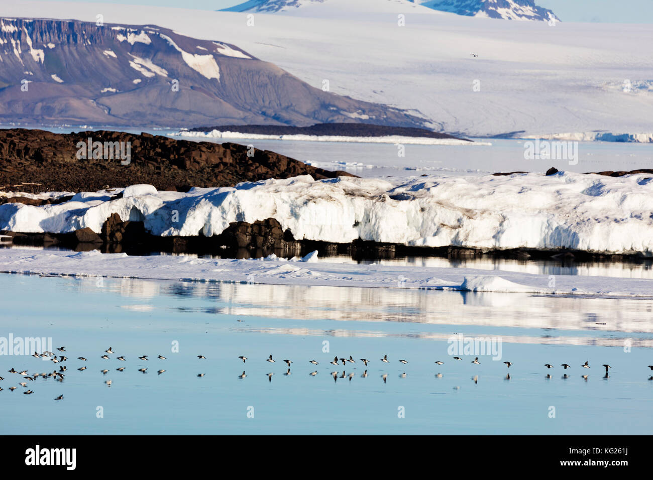 Spesso murre fatturati (bronnichs guillemot) (uria iomvia) in volo, spitsbergen, svalbard artico, Norvegia, europa Foto Stock