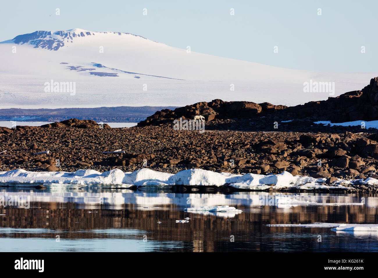 Orso polare (ursus maritimus), spitsbergen, svalbard artico, Norvegia, europa Foto Stock