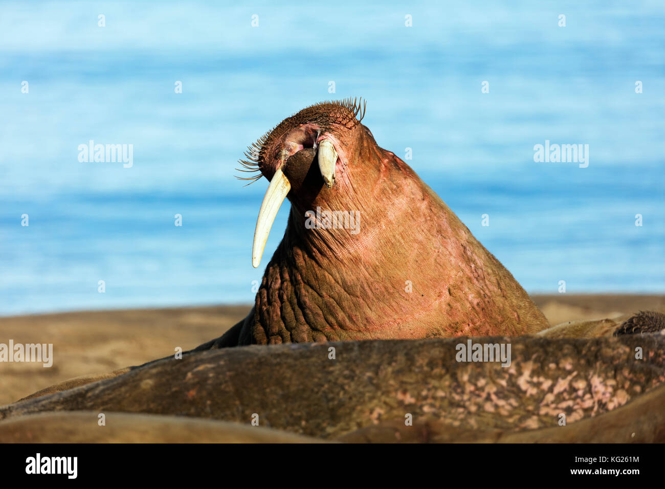 Tricheco (odobenus rosmarus), kapp lee, spitsbergen, svalbard artico, Norvegia, europa Foto Stock