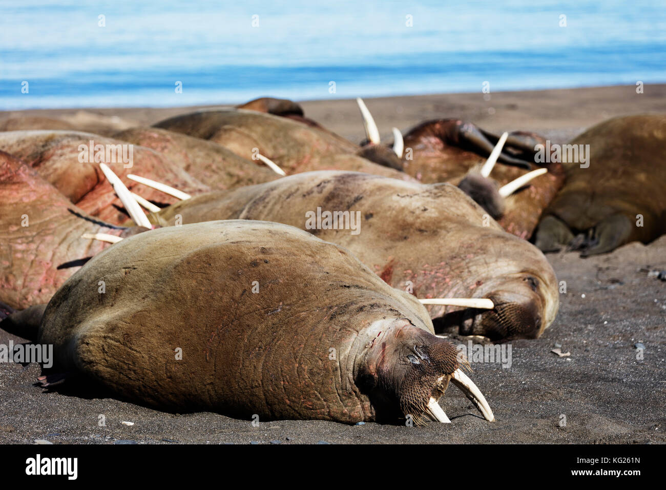 Tricheco (odobenus rosmarus), kapp lee, spitsbergen, svalbard artico, Norvegia, europa Foto Stock
