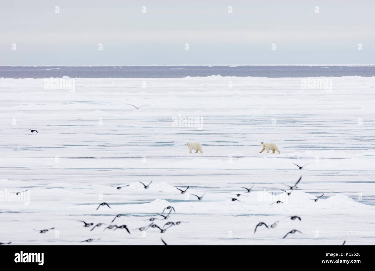 Orso polare (ursus maritimus), spitsbergen, svalbard artico, Norvegia, europa Foto Stock