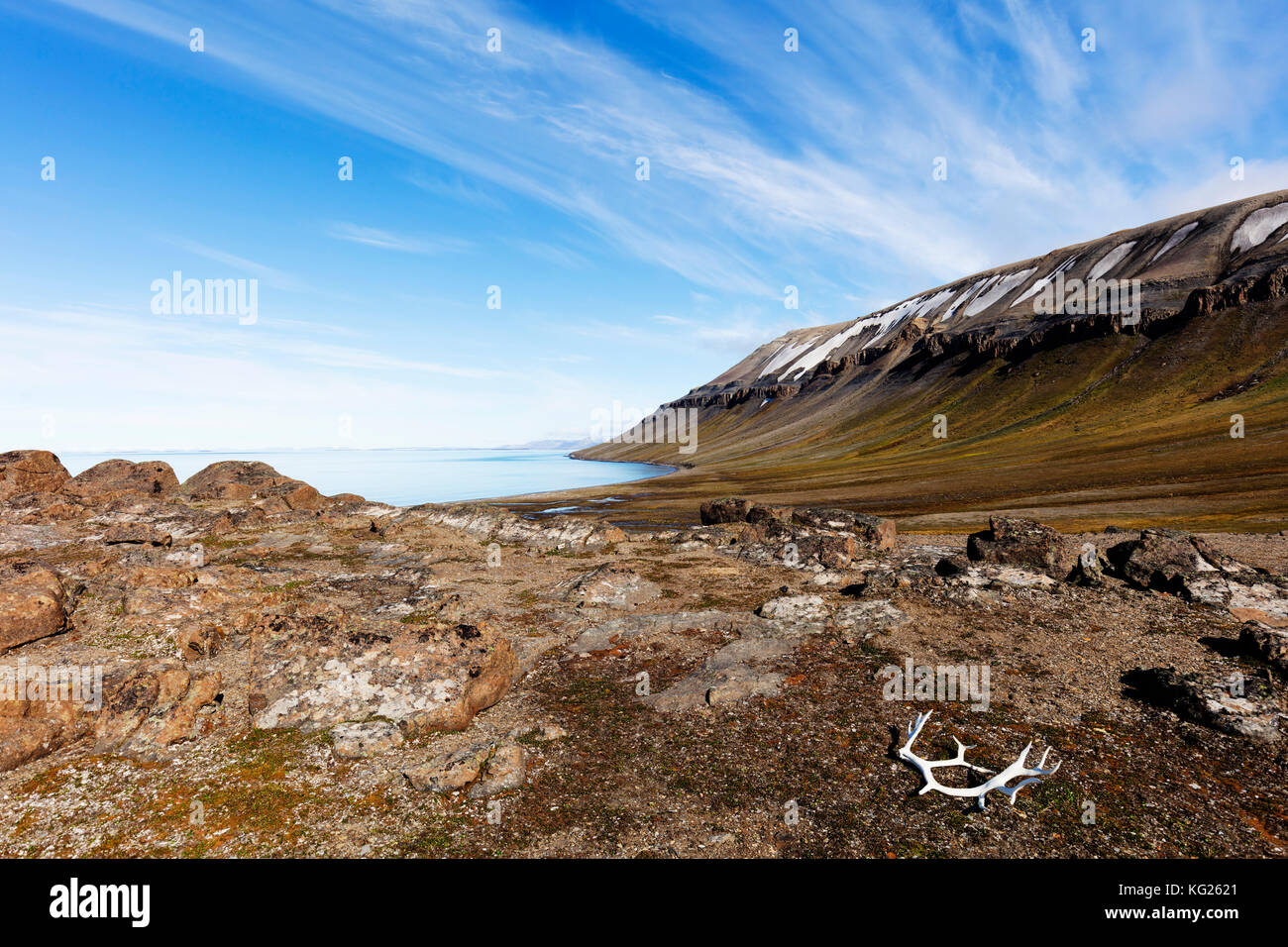 Moulted renne palchi, kapp lee, spitsbergen, svalbard artico, Norvegia, europa Foto Stock