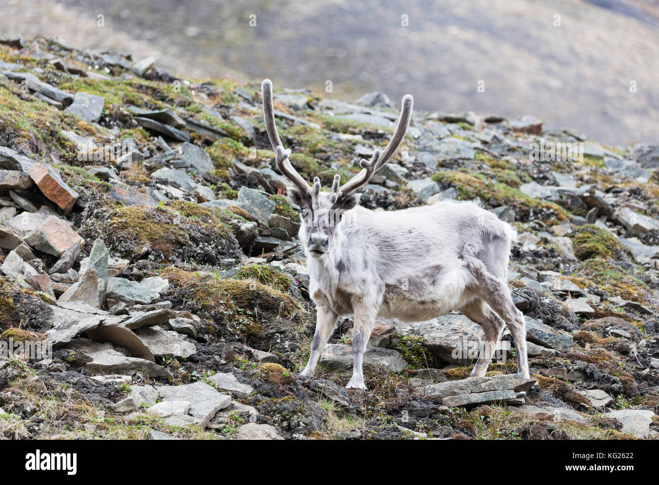 Renne (rangifer tarandus), spitsbergen, svalbard artico, Norvegia, europa Foto Stock
