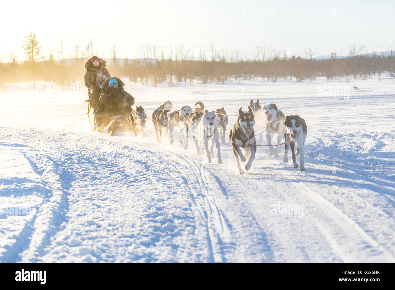 Lo sleddog nel paesaggio innevato di Kiruna, norrbotten county, Lapponia, Svezia, Scandinavia, Europa Foto Stock