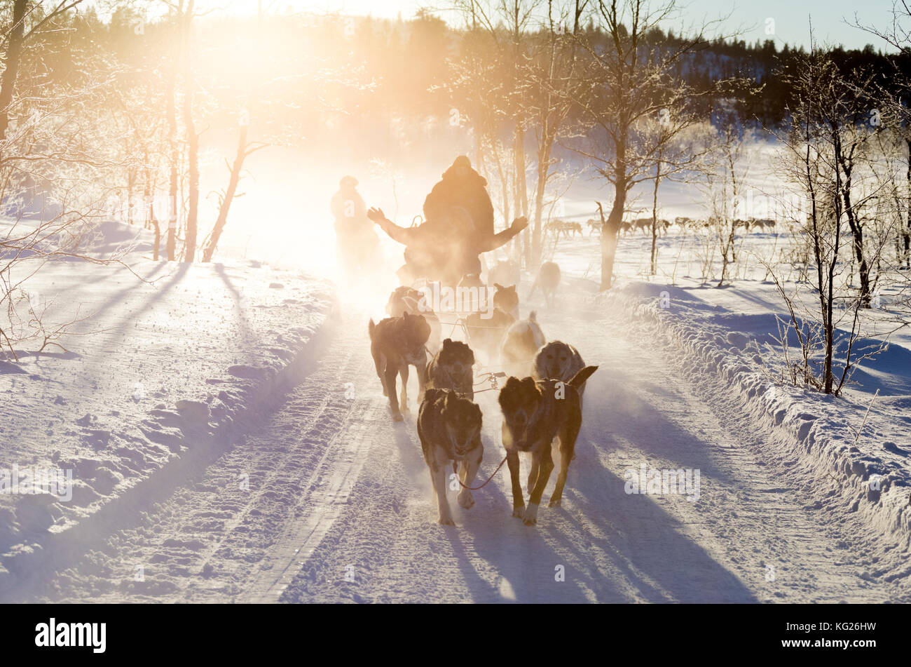 Lo sleddog nel paesaggio innevato di Kiruna, norrbotten county, Lapponia, Svezia, Scandinavia, Europa Foto Stock