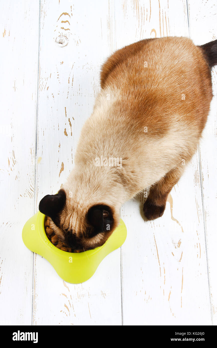 Un siamese gatto thai mangia cibo secco da un giallo-verde coppa in plastica  su un bianco con pavimento in legno Foto stock - Alamy