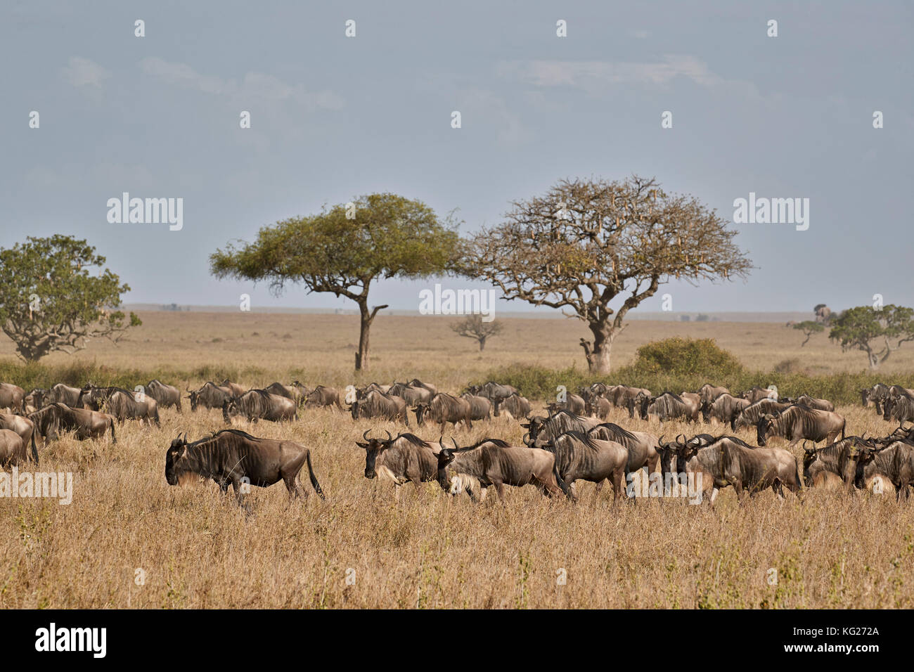 Blue GNU (GNU Borchiati) (connochaetes taurinus) migrazione, Serengeti National Park, Tanzania, Africa orientale, Africa Foto Stock