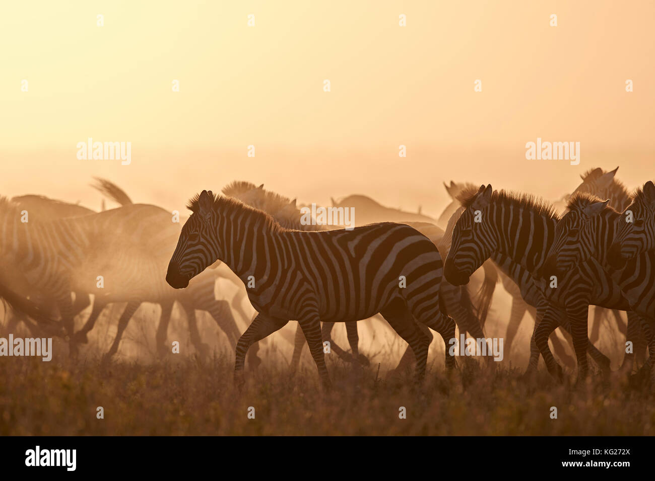 La migrazione, zebra comune (zebra pianeggiante) (zebra di Burchell) (Equus burchelli), Parco Nazionale Serengeti, Tanzania, Africa Orientale, Africa Foto Stock