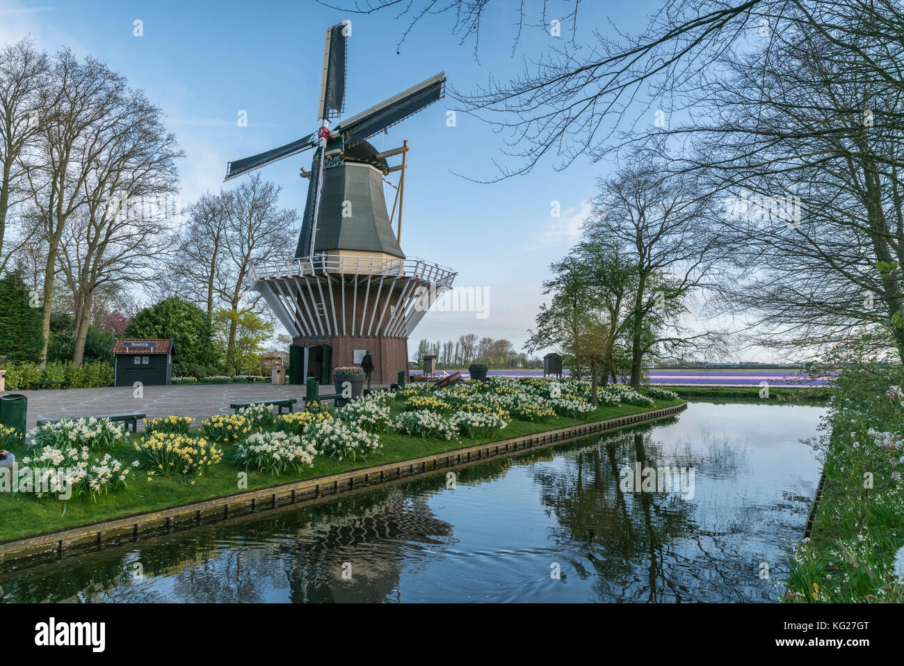 Mulino a vento, narcisi e canale d'acqua ai giardini Keukenhof, Lisse, provincia dell'Olanda meridionale, Paesi Bassi, Europa Foto Stock