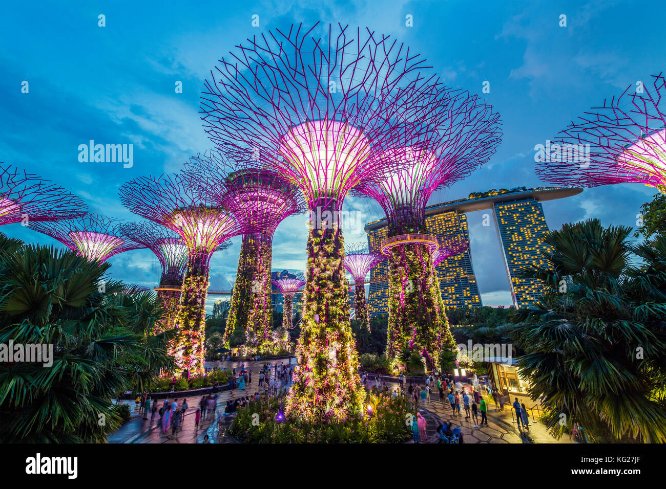 Supertrees presso i giardini dalla baia, illuminata di notte, Singapore, Sud-est asiatico, in Asia Foto Stock