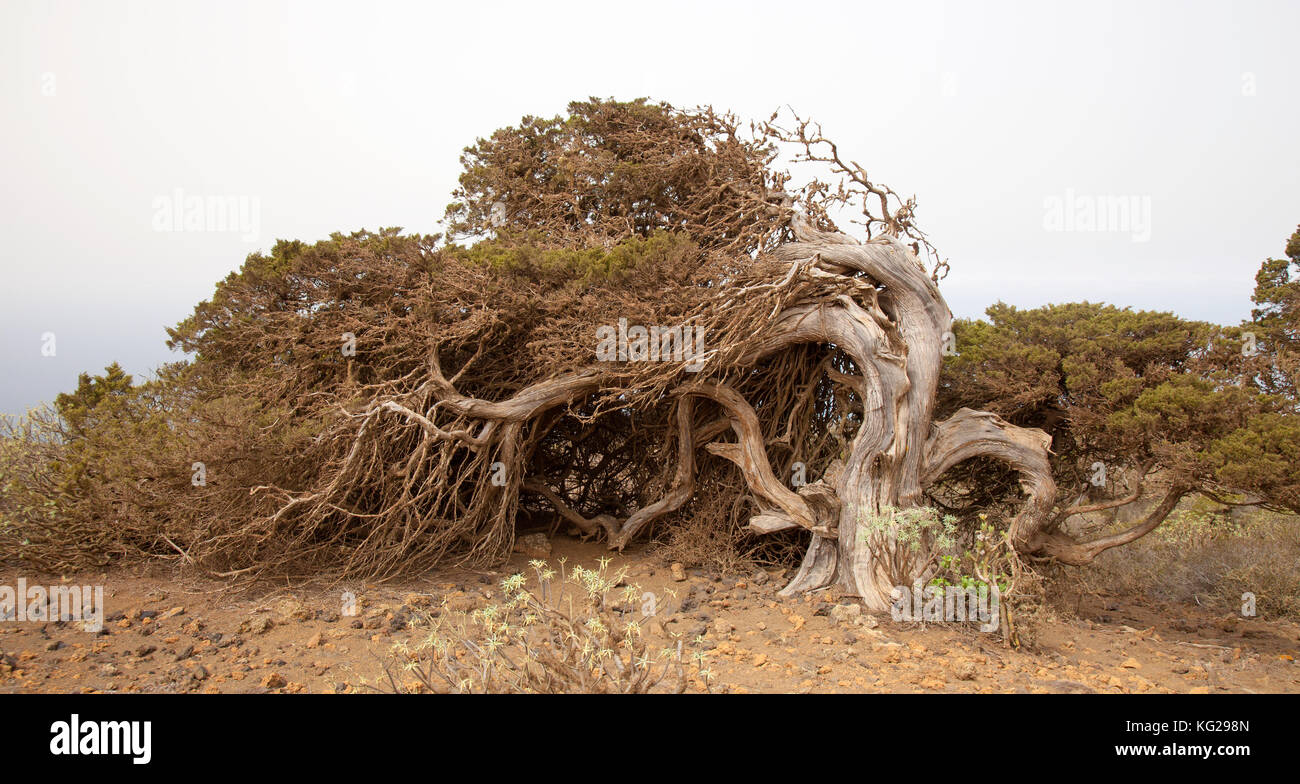 El Hierro, Isole canarie, el sabinal - sito dove il vento a forma di alberi di ginepro crescere. calima, sabbia sahariani sospesi in aria, candeggianti il cielo Foto Stock