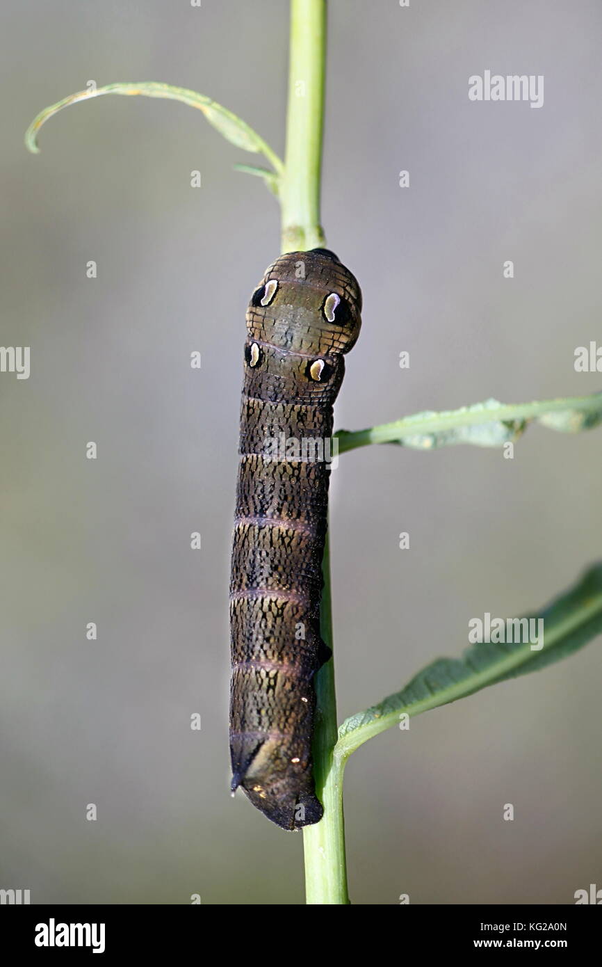Elephant hawk moth caterpillar Foto Stock