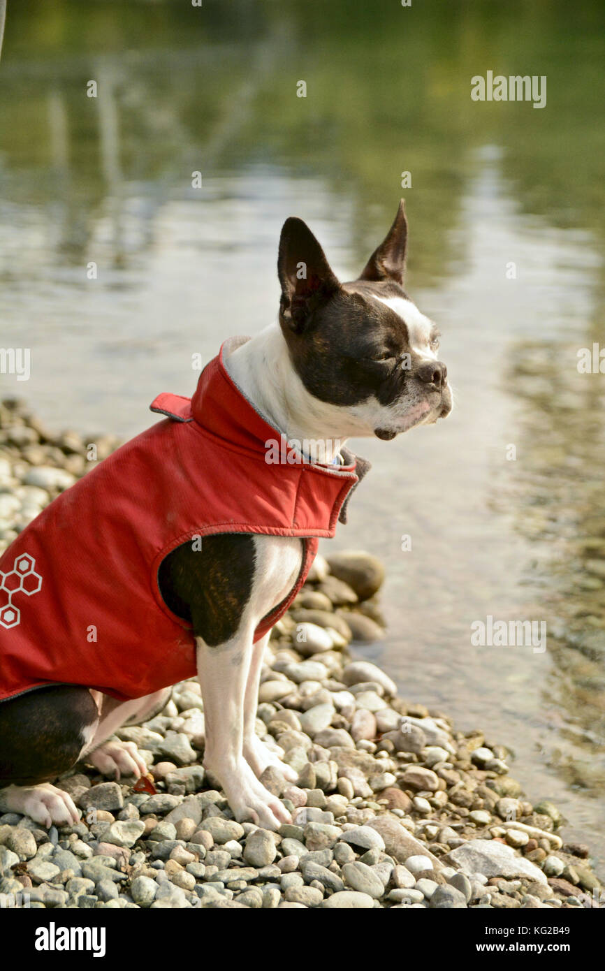 Un piccolo cane indossando vestiti di rosso si siede vicino al fiume con acqua chiara Foto Stock
