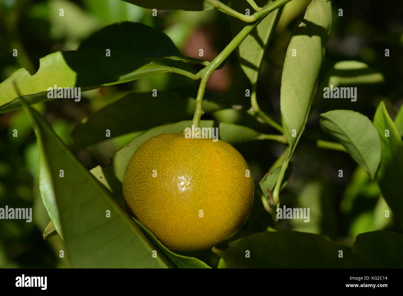 Limau kasturi, un piccolo colore arancio lime comunemente coltivati in Malaysia e talvolta noto come calamansi. Foto Stock