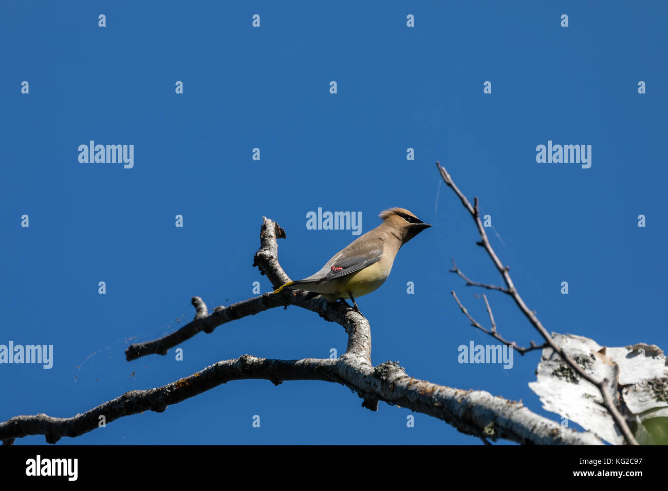 Il Cedar waxwing (Bombycilla cedrorum), due porti, minnesota, Stati Uniti d'America Foto Stock