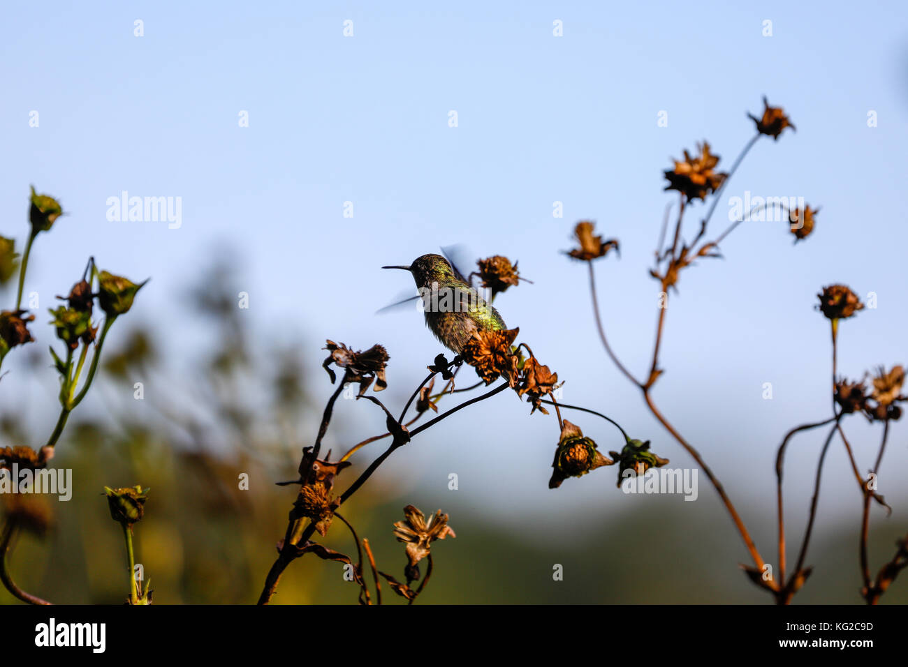 Ruby-throated hummingbird (archilochus colubris), mendota Heights, Minnesota, Stati Uniti d'America Foto Stock