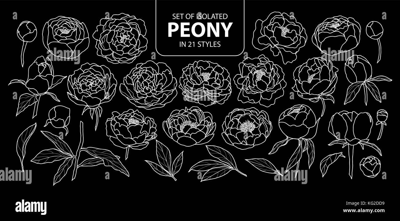 Set di peonia isolati in 21 stili. carino disegnato a mano fiore illustrazione vettoriale solo profilo bianco su sfondo nero. Illustrazione Vettoriale