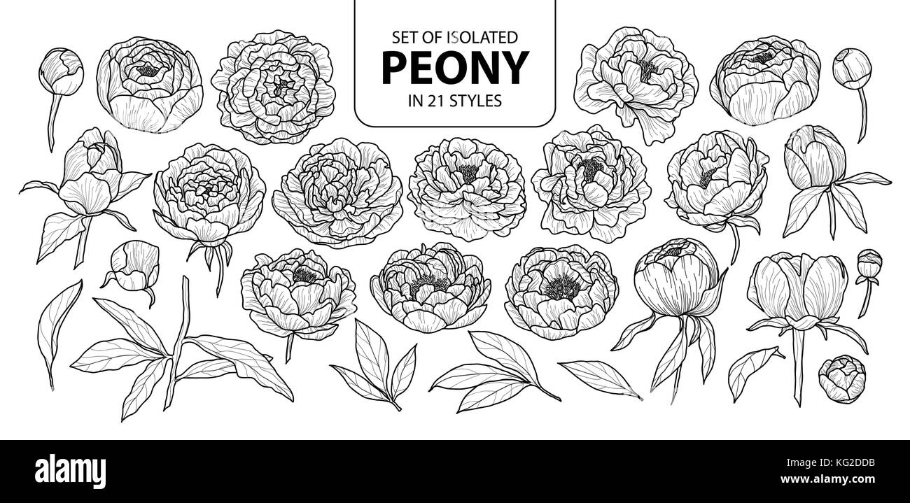 Set di peonia isolati in 21 stili. carino disegnato a mano fiore illustrazione vettoriale nel contorno nero e il piano bianco su sfondo bianco. Illustrazione Vettoriale