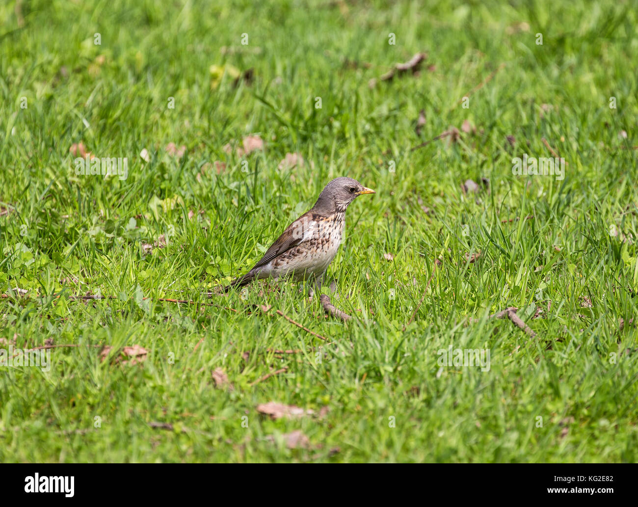 Bird Allodole Cesene Beccacce (turdus pilaris) sull'erba verde Foto Stock