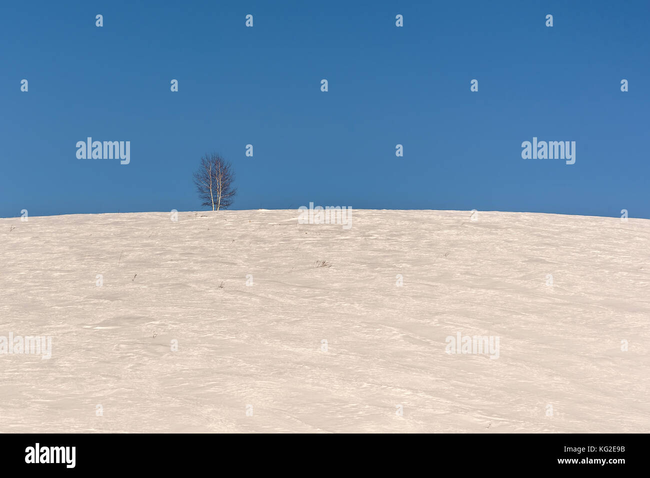 Bella minimalista paesaggio invernale con lonely di betulle sulla collina con il bianco della neve contro un cielo blu Foto Stock