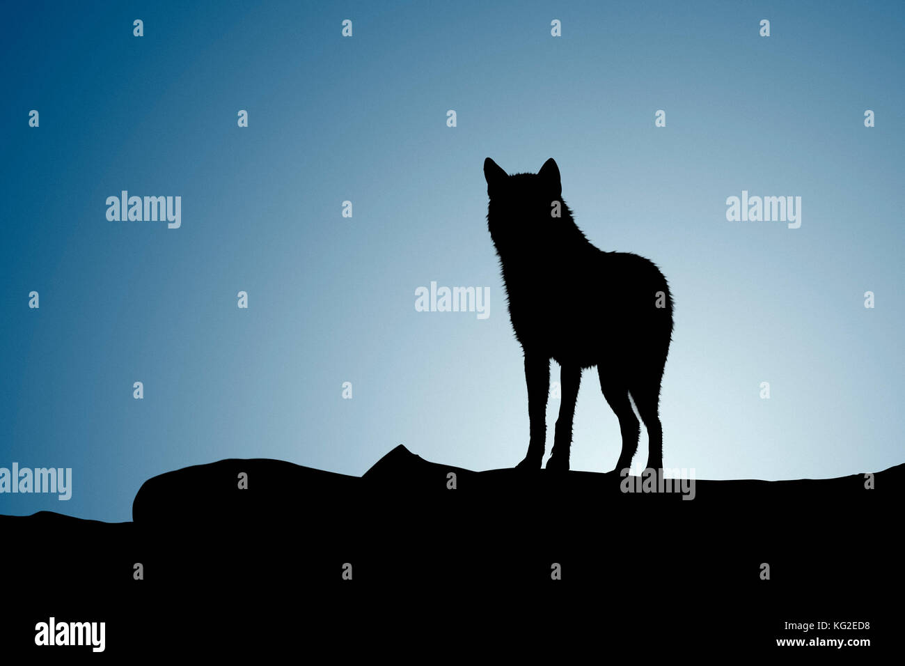 Silhouette wolf su un calare della luna e sui boschi. Foto Stock