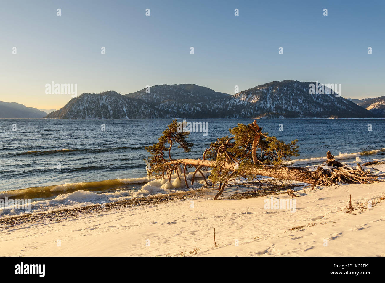 Incantevole paesaggio invernale con un Lone Pine Tree che giace sulla riva del lago in acqua, le onde e il ghiaccio sulla banca sullo sfondo di montagne Foto Stock