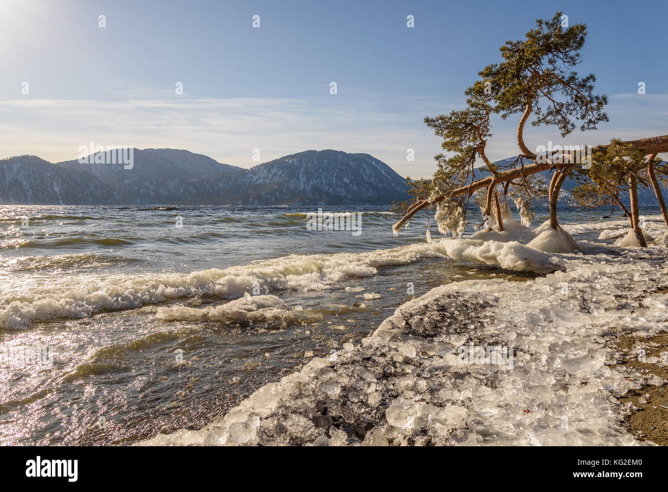 Incantevole paesaggio invernale con un Lone Pine Tree che giace sulla riva del lago in acqua, le onde e il ghiaccio sulla banca sullo sfondo di montagne Foto Stock