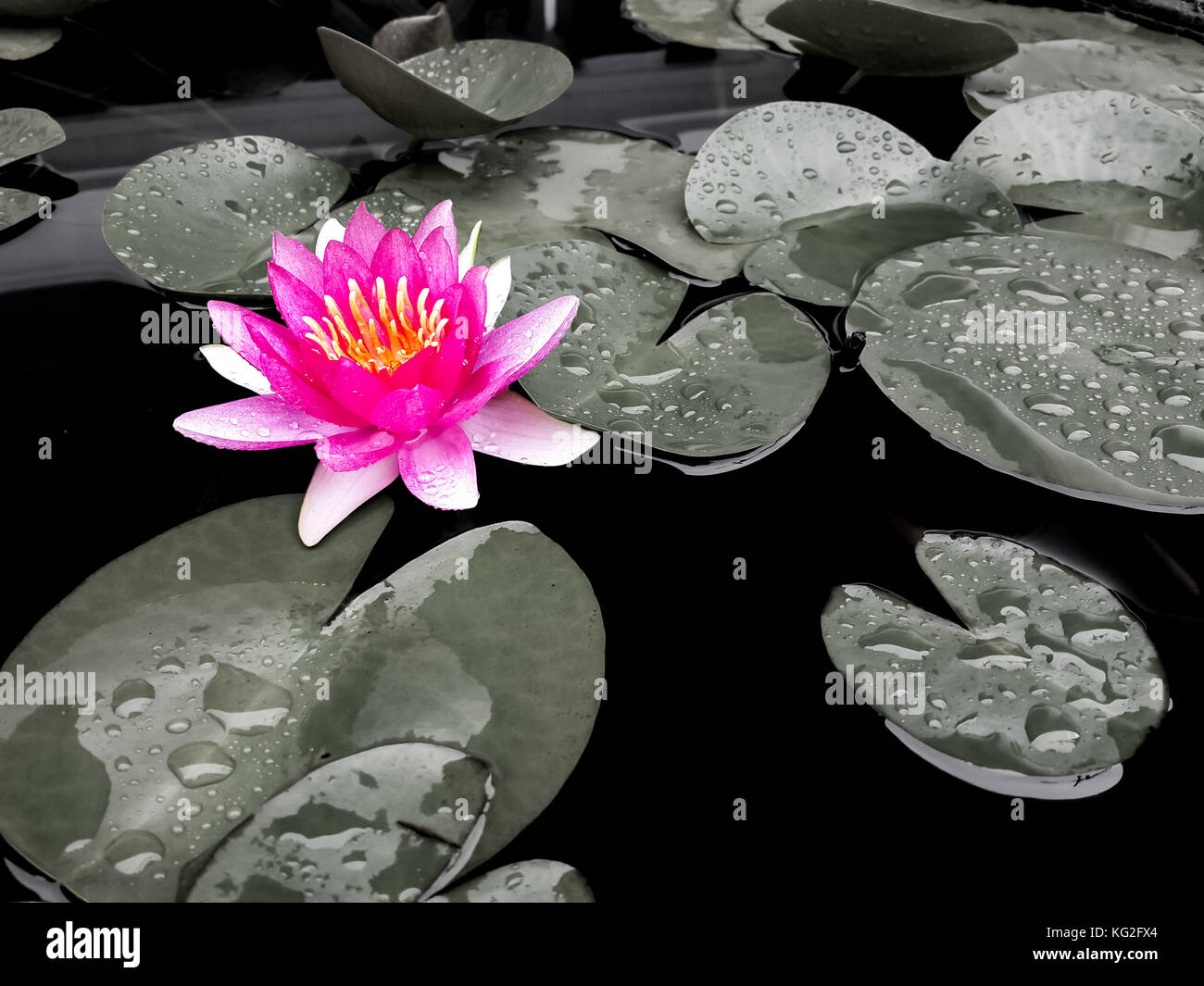 Lotus rosa su sfondo dissaturata. colorazione selettiva. molte divinità delle religioni asiatiche sono raffigurati come seduto su una lotus. nella simbologia buddhista, Foto Stock