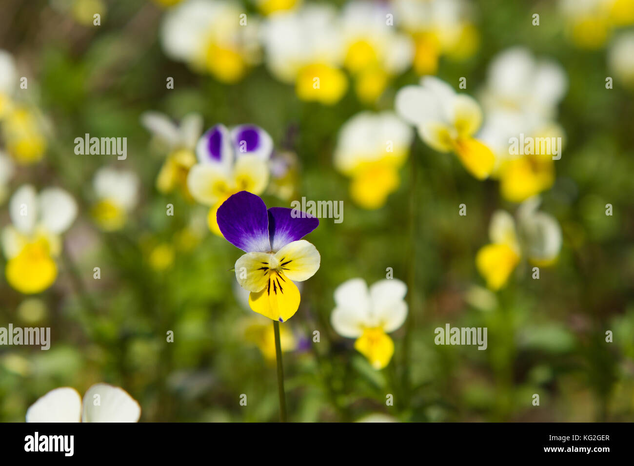 Primavera la natura comune di Mammola sfondo. viola tricolore, pansy fiori in primavera la foresta e acqua closeup. messa a fuoco selettiva. mayflower. Foto Stock