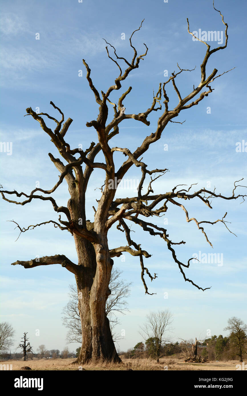 Sfrondato, morto rogalin oak contro il cielo blu Foto Stock