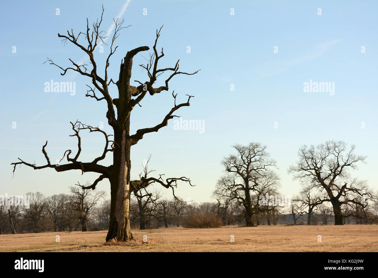 Sfrondato, morto rogalin oak contro il cielo blu, con due querce viva in background Foto Stock
