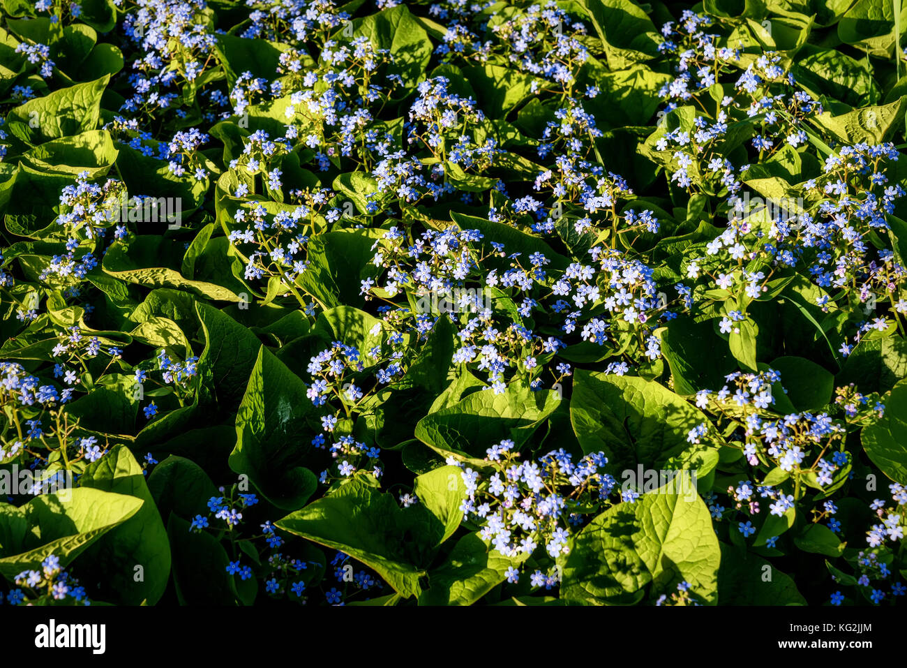 Bella delicato sfondo floreale con fiori blu dimenticare-me-poveri in un prato sotto la luce diretta del sole Foto Stock