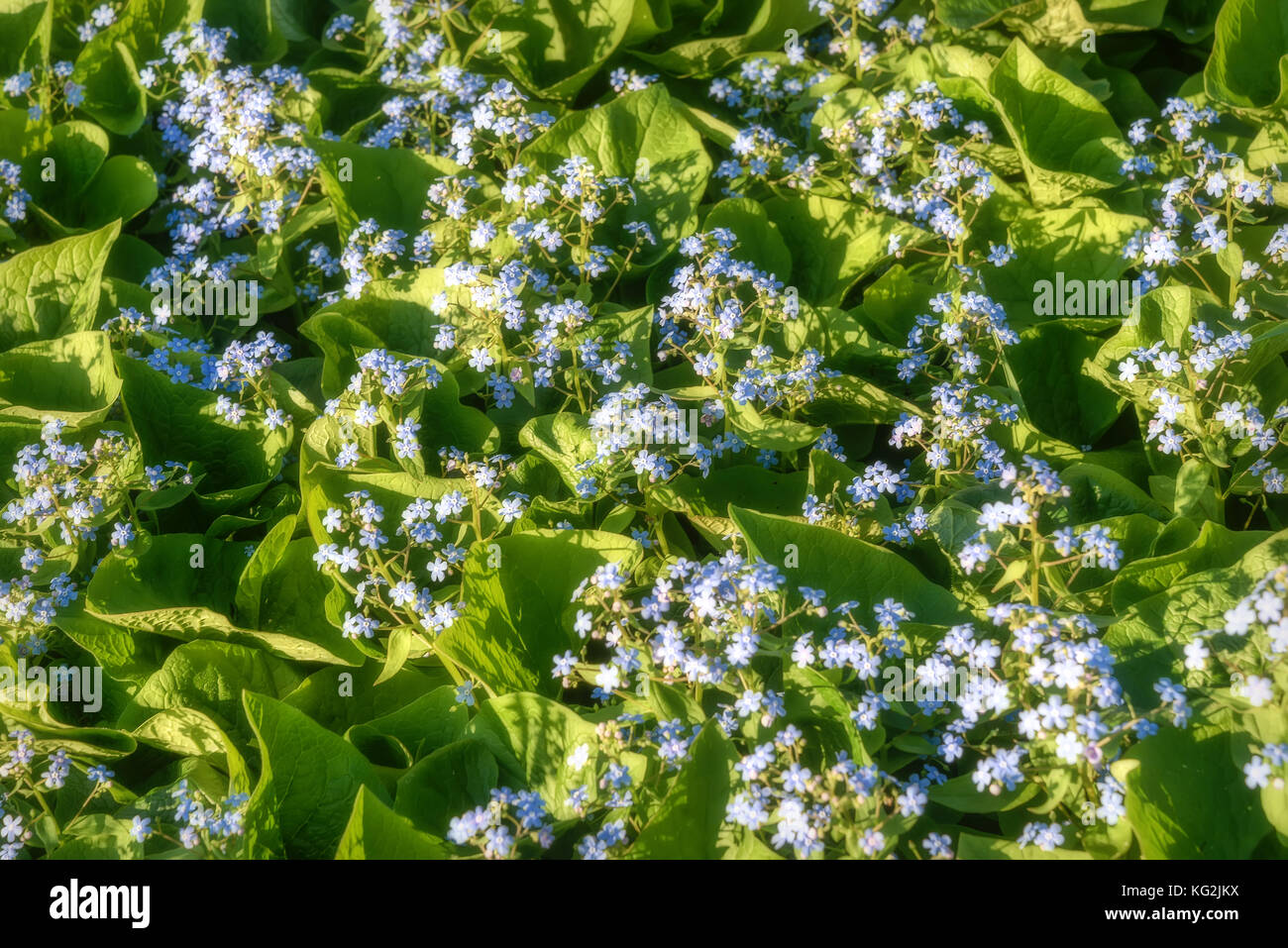 Bella delicato sfondo floreale con fiori blu dimenticare-me-poveri in un prato sotto la luce diretta del sole Foto Stock