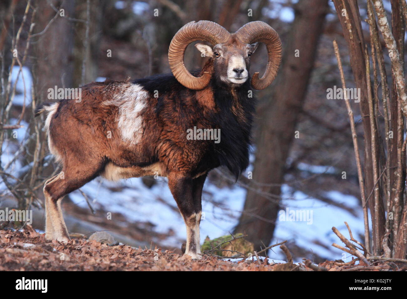 Ram selvatici pone al GEE della foresta. Foto Stock