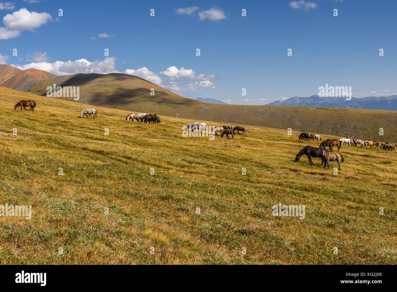 Vista panoramica con i cavalli al pascolo in un prato sul pendio della montagna contro lo sfondo del cielo blu e nuvole Foto Stock