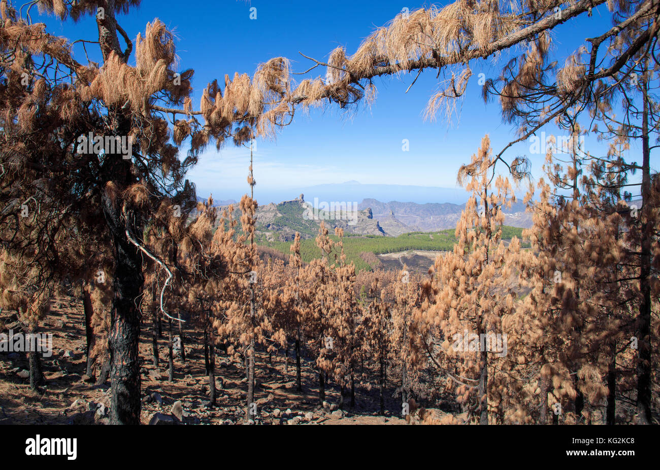 Gran canaria dopo wild fire, ottobre 2017, Las Cumbres - le zone più elevate dell'isola Foto Stock