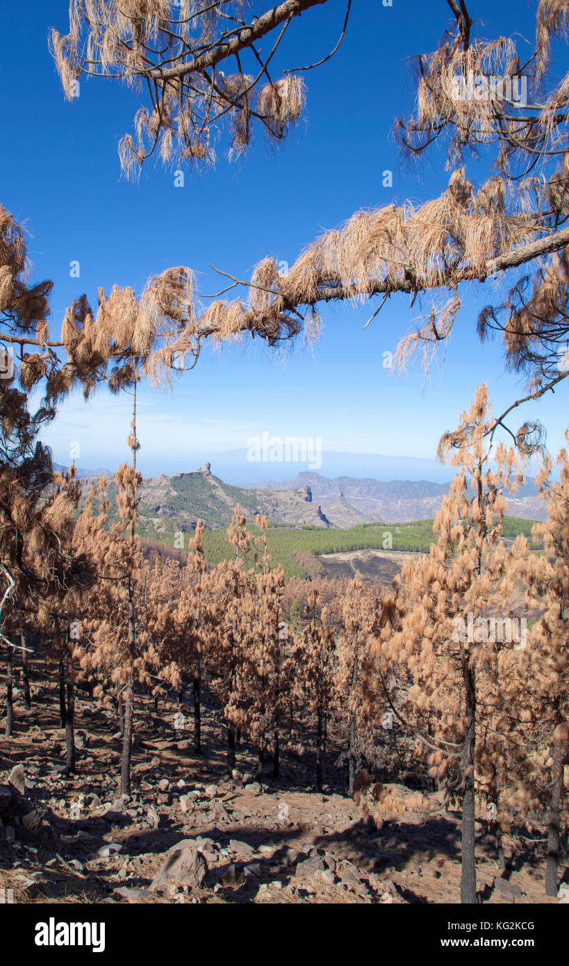 Gran canaria dopo wild fire, ottobre 2017, Las Cumbres - le zone più elevate dell'isola Foto Stock