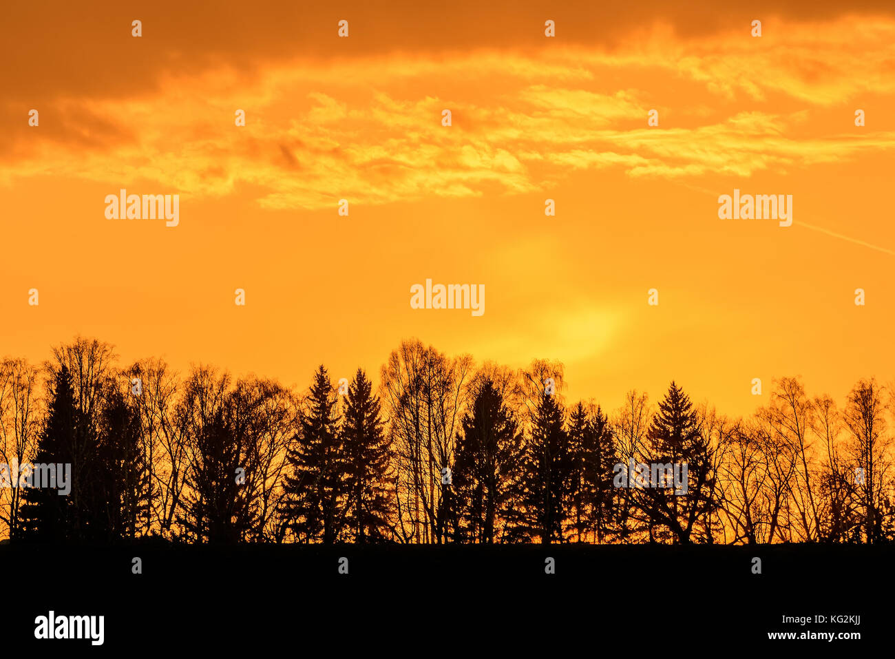 Colorato sfondo astratto con contorni neri di alberi contro uno sfondo di fiery orange sky e nuvole al tramonto Foto Stock