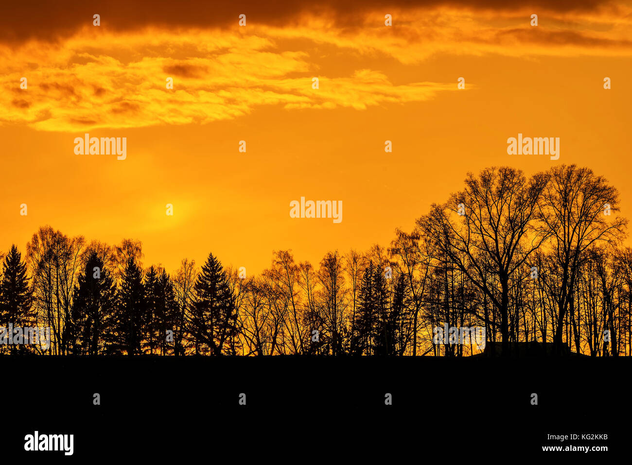 Colorato sfondo astratto con contorni neri di alberi contro uno sfondo di fiery orange sky e nuvole al tramonto Foto Stock