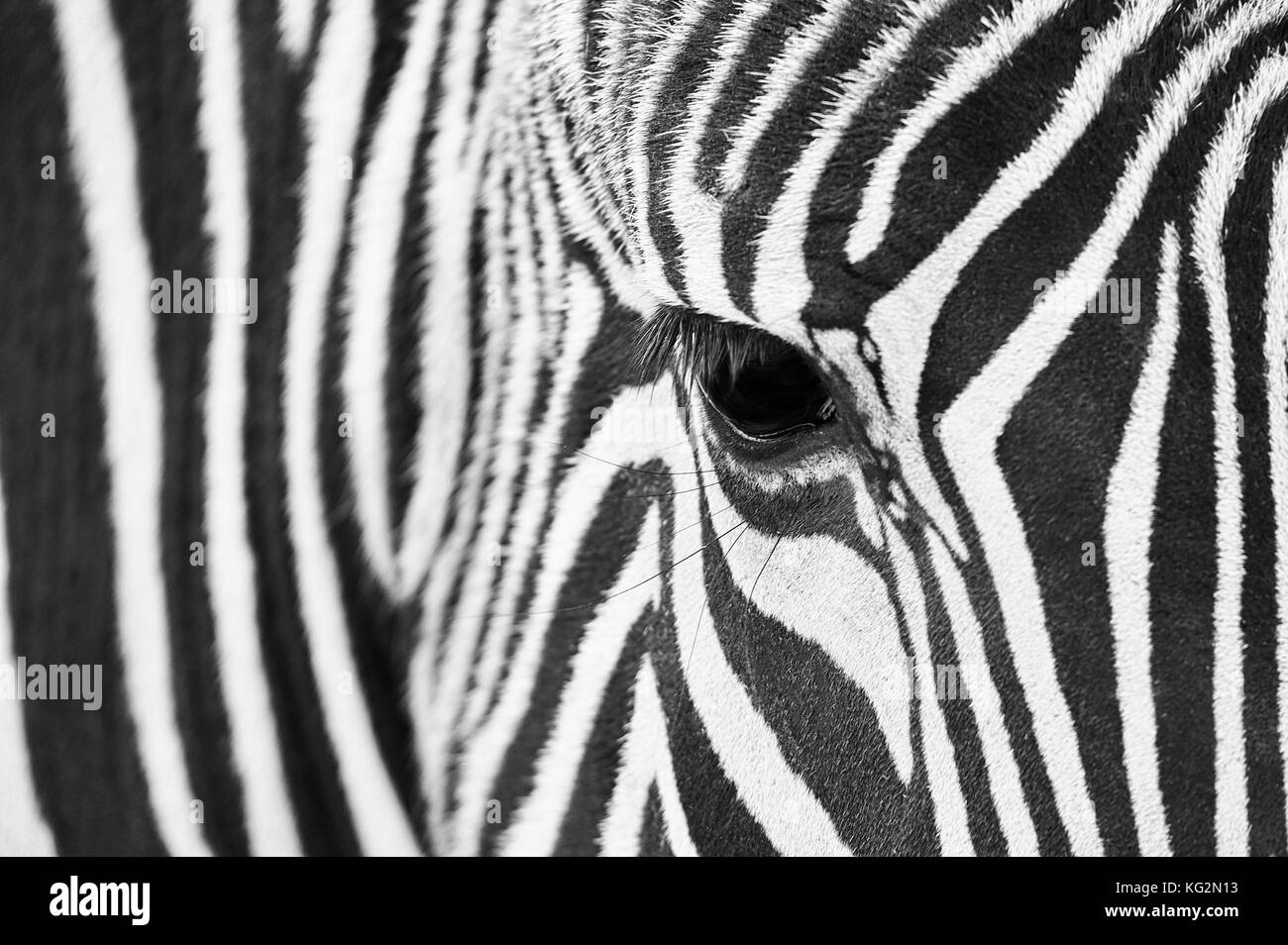 Primo piano dell'occhio di una zebra con dettagli sui capelli e motivi in bianco e nero Foto Stock