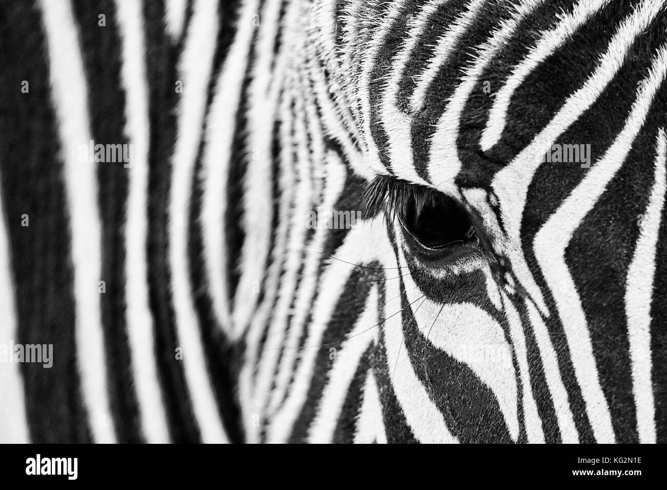 Close-up dell'occhio di una zebra con dettaglio dei capelli e modelli in bianco e nero Foto Stock